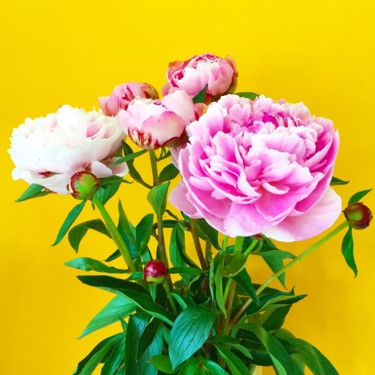 Photographie intitulée "Bouquet de pivoines…" par Quan Ly, Œuvre d'art originale
