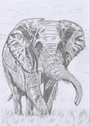 Drawing titled "Eléphant" by Christelle Hayez, Original Artwork, Pencil