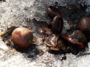 Photography titled "Acorns on Ice" by Troy Wilson-Ripsom, Original Artwork, Digital Photography