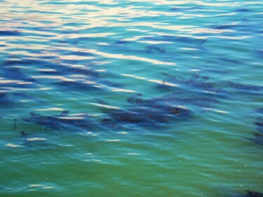 Fotografía titulada "Kelp in the Bay" por Troy Wilson-Ripsom, Obra de arte original, Fotografía digital