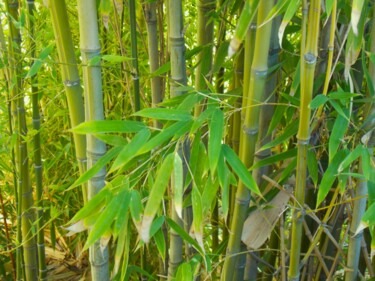 Photography titled "Bamboo" by Troy Wilson-Ripsom, Original Artwork, Digital Photography