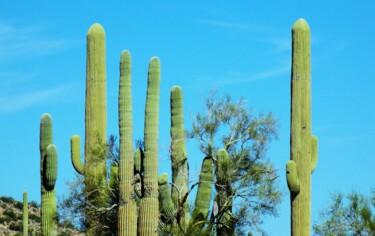 Digital Arts με τίτλο "Sunlight Saguaro" από Troy Wilson-Ripsom, Αυθεντικά έργα τέχνης, Χειρισμένη φωτογραφία