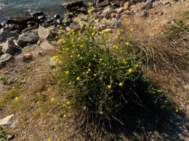 Fotografia zatytułowany „Yellow Flowers on t…” autorstwa Troy Wilson-Ripsom, Oryginalna praca, Fotografia cyfrowa