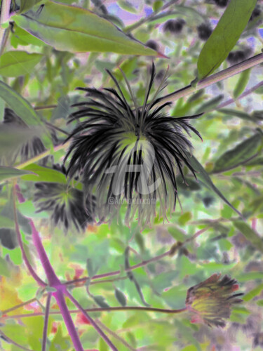 Digitale Kunst getiteld "Fleur araignée" door Ty80, Origineel Kunstwerk, Foto Montage
