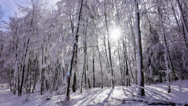 摄影 标题为“forest and sun...” 由Ulrich Ernst Nievergelt, 原创艺术品, 数码摄影
