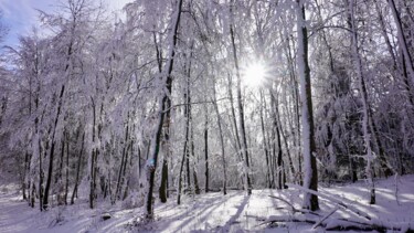 Fotografia intitolato "forest and sun..." da Ulrich Ernst Nievergelt, Opera d'arte originale, Fotografia digitale