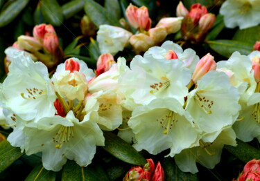 Фотография под названием "Rhododendron China" - Ulrike Kröll, Подлинное произведение искусства, Манипулированная фотография