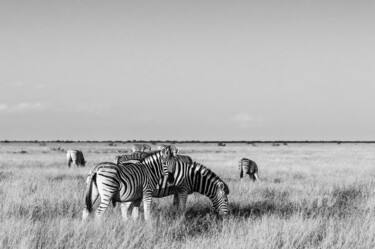 Fotografía titulada "Zebras-1787-SW" por Uwe Bauch, Obra de arte original, Fotografía digital