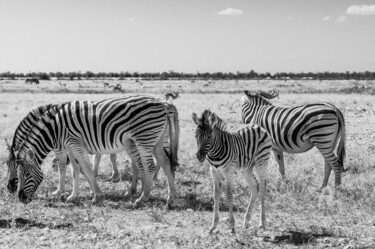 Fotografía titulada "Zebras-2052-SW" por Uwe Bauch, Obra de arte original, Fotografía digital
