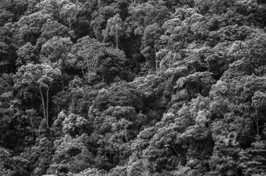 Fotografie getiteld "Tropical Rainforest…" door Uwe Bauch, Origineel Kunstwerk, Digitale fotografie