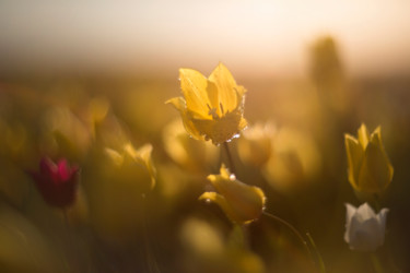 Fotografie mit dem Titel "AFTER THE RAIN" von Vadim Fedotov, Original-Kunstwerk, Digitale Fotografie