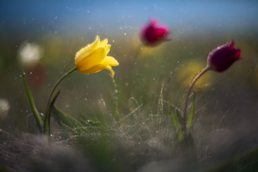 Фотография под названием "STEPPE FLOWER" - Vadim Fedotov, Подлинное произведение искусства, Цифровая фотография