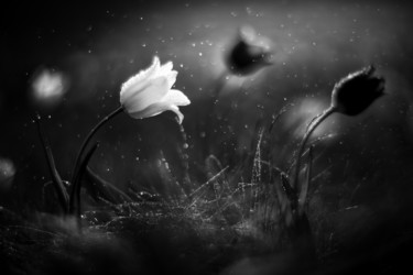Photography titled "Steppe flower (blac…" by Vadim Fedotov, Original Artwork, Digital Photography