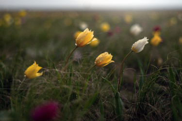 Fotografia intitolato "Spring in the steppe" da Vadim Fedotov, Opera d'arte originale, Fotografia digitale