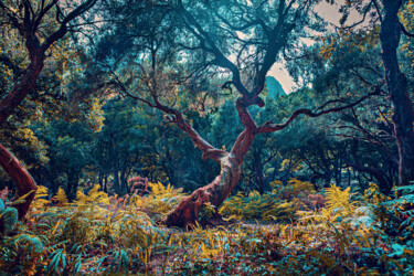 Фотография под названием "Laurel tree in the…" - Val Thoermer, Подлинное произведение искусства, Цифровая фотография