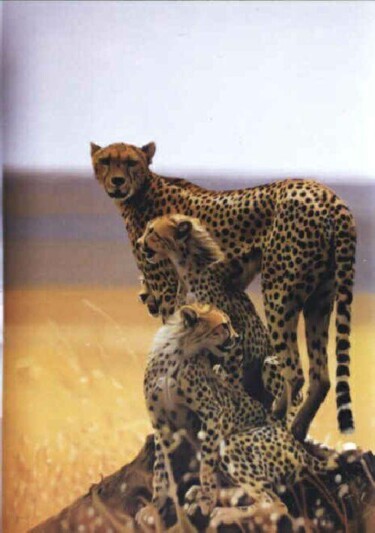 Schilderij getiteld "Leopards" door Valeri Tsvetkov, Origineel Kunstwerk, Olie