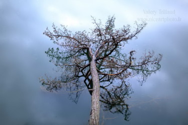 Photography titled "Arbre à l"eau" by Valery Trillaud, Original Artwork, Non Manipulated Photography