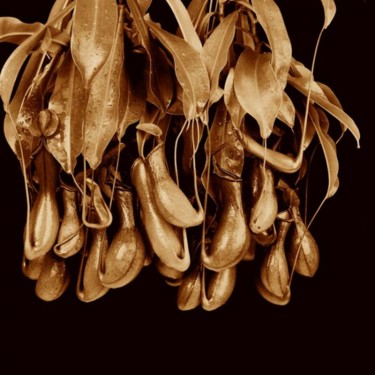 Fotografía titulada "Nepenthes alata" por Van O, Obra de arte original, Fotografía analógica