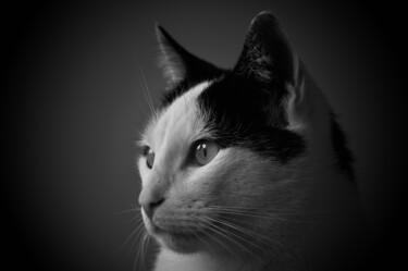 「Portrait of a cat」というタイトルの写真撮影 Vanja Rosenthalによって, オリジナルのアートワーク, デジタル