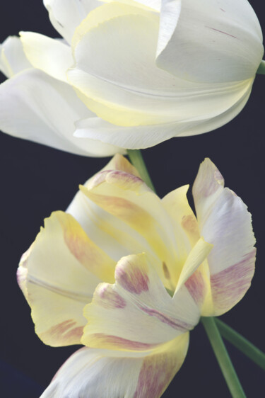 Photography titled "Flowerissimo_19064" by Michael Vdovin, Original Artwork, Digital Photography