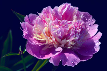 Fotografía titulada "Flower_18403" por Michael Vdovin, Obra de arte original, Fotografía digital