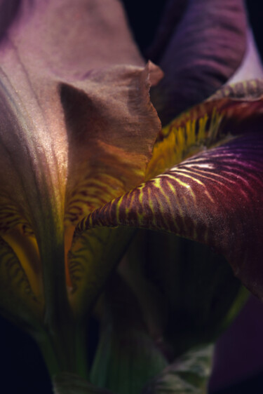 Fotografía titulada "Flowerissimo_16502" por Michael Vdovin, Obra de arte original, Fotografía digital
