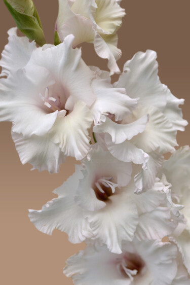 Photography titled "Flowerissimo_18263" by Michael Vdovin, Original Artwork, Digital Photography
