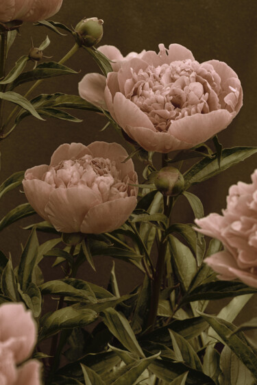「Flowerissimo_10021」というタイトルの写真撮影 Michael Vdovinによって, オリジナルのアートワーク, デジタル