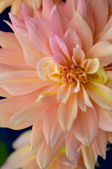 Fotografía titulada "Flowerissimo_15883" por Michael Vdovin, Obra de arte original, Fotografía digital