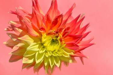 Photography titled "Flowerissimo_14712" by Michael Vdovin, Original Artwork, Digital Photography