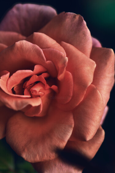 摄影 标题为“Flowerissimo_14514” 由Michael Vdovin, 原创艺术品, 数码摄影