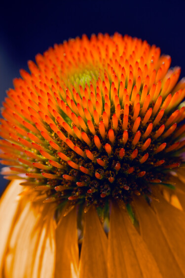 Фотография под названием "Flowerissimo_12636" - Michael Vdovin, Подлинное произведение искусства, Цифровая фотография