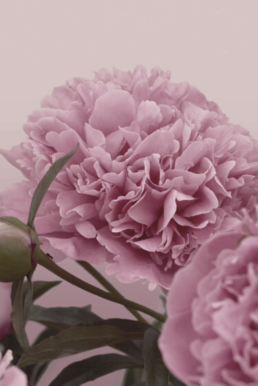Фотография под названием "Flowerissimo_10278" - Michael Vdovin, Подлинное произведение искусства, Цифровая фотография