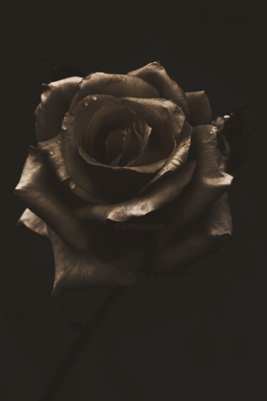 「Flowerissimo_16195」というタイトルの写真撮影 Michael Vdovinによって, オリジナルのアートワーク, デジタル