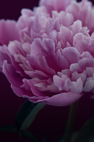 Photography titled "Flowerissimo_16862" by Michael Vdovin, Original Artwork, Digital Photography