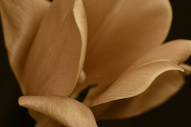 Fotografie mit dem Titel "Flowerissimo_10715" von Michael Vdovin, Original-Kunstwerk, Digitale Fotografie
