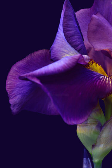 Photography titled "Flowerissimo_16460" by Michael Vdovin, Original Artwork, Digital Photography