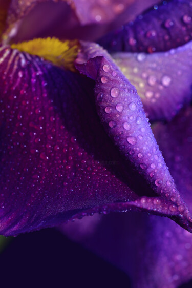 摄影 标题为“Flowerissimo_16699” 由Michael Vdovin, 原创艺术品, 数码摄影