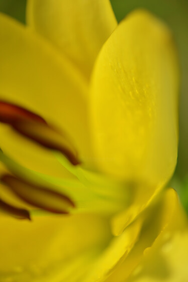 Photography titled "Flowerissimo_13695" by Michael Vdovin, Original Artwork, Digital Photography