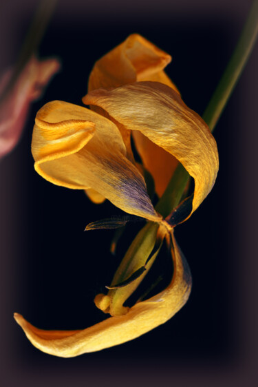 Фотография под названием "Flowerissimo_11286" - Michael Vdovin, Подлинное произведение искусства, Цифровая фотография