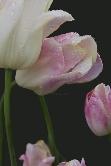 Fotografía titulada "Flowerissimo_11196" por Michael Vdovin, Obra de arte original, Fotografía digital