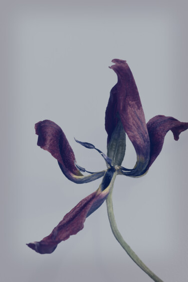 Photography titled "Flowerissimo_12073" by Michael Vdovin, Original Artwork, Digital Photography