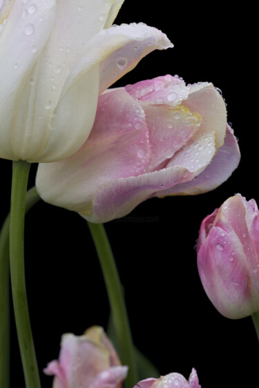 Фотография под названием "Flowerissimo_11195" - Michael Vdovin, Подлинное произведение искусства, Цифровая фотография