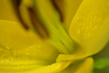 摄影 标题为“Flowerissimo_13688” 由Michael Vdovin, 原创艺术品, 数码摄影