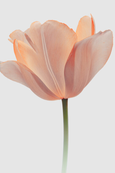 Fotografía titulada "Flowerissimo_19020" por Michael Vdovin, Obra de arte original, Fotografía digital