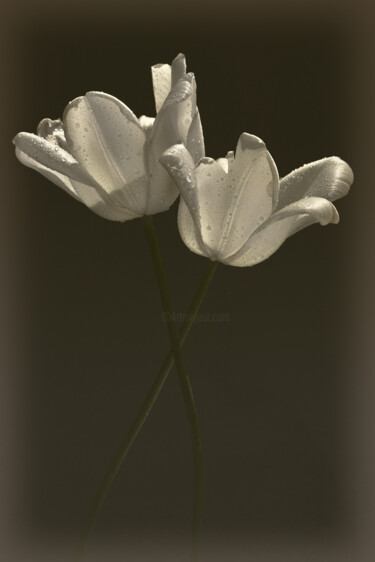 Fotografía titulada "Flowerissimo_19681" por Michael Vdovin, Obra de arte original, Fotografía digital