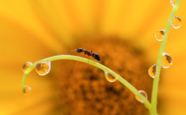 Photography titled "Ant" by Viktoriia Krulko, Original Artwork, Digital Photography