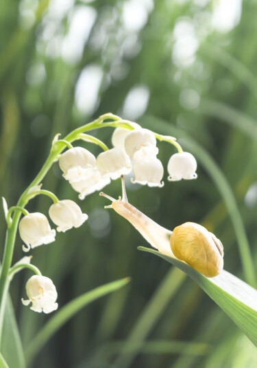 Photographie intitulée "The smell of spring" par Viktoriia Krulko, Œuvre d'art originale, Photographie numérique