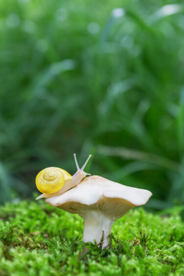 Fotografia zatytułowany „Close-up of a snail” autorstwa Viktoriia Krulko, Oryginalna praca, Fotografia cyfrowa