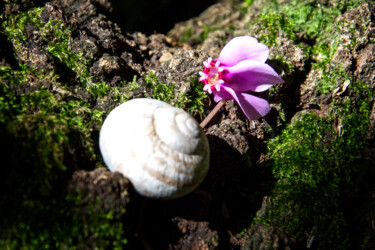 Fotografie getiteld ""Cyclamen Hederifol…" door Vincenzo Izzo, Origineel Kunstwerk, Digitale fotografie